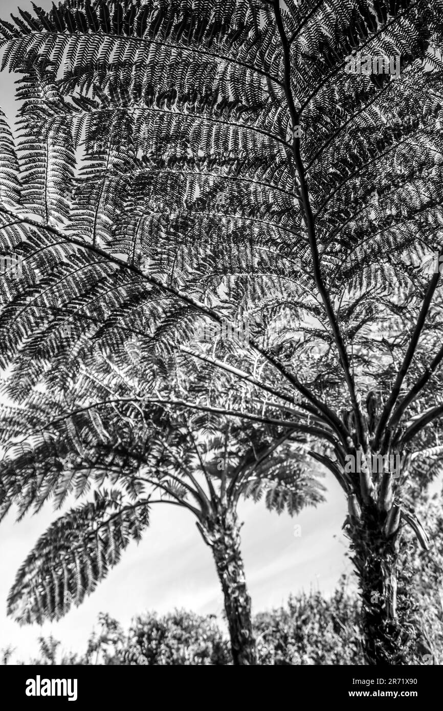 Vista in bianco e nero delle texture fogliari di un grande albero di Foreti frenAlsofila capensis, nella Foresta di Knysna del Sud Africa Foto Stock
