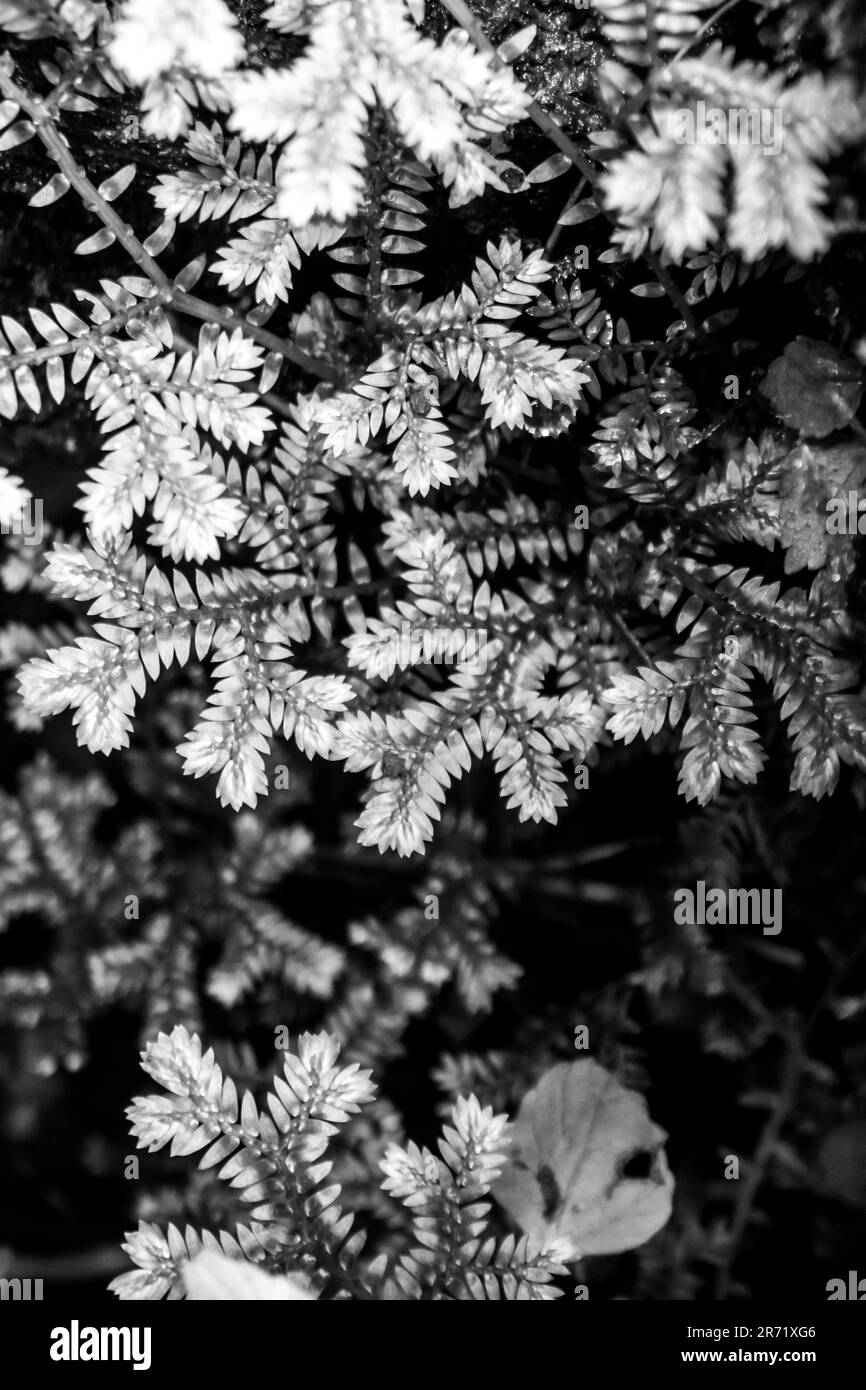Vista in bianco e nero delle intricate foglie di un muschio di punta di Krauss, Selaginella Kraussiana Foto Stock