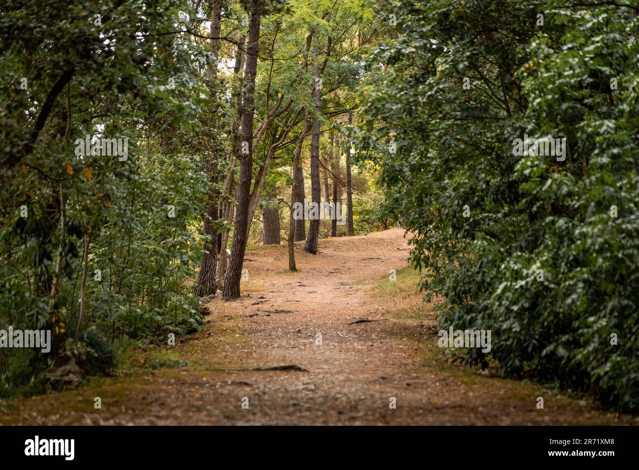 Paesaggio forestale con una strada sterrata che attraversa la foresta. Scena tranquilla nella natura. Foto Stock