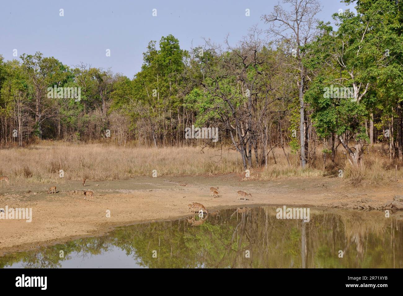 Parco nazionale di Kanha. madhya pradesh. india Foto Stock