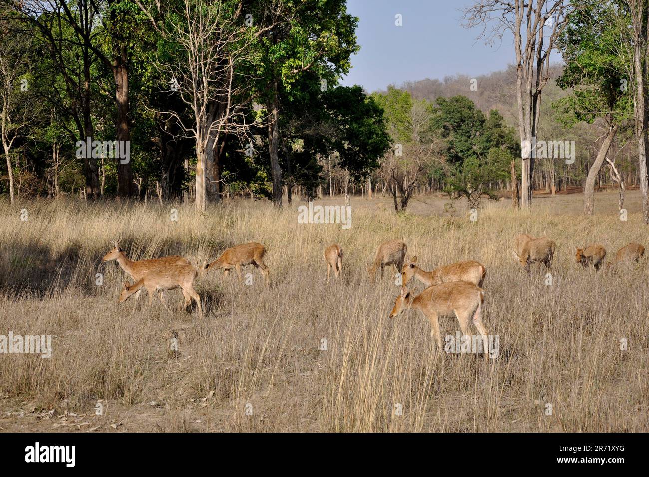 Parco nazionale di Kanha. madhya pradesh. india Foto Stock