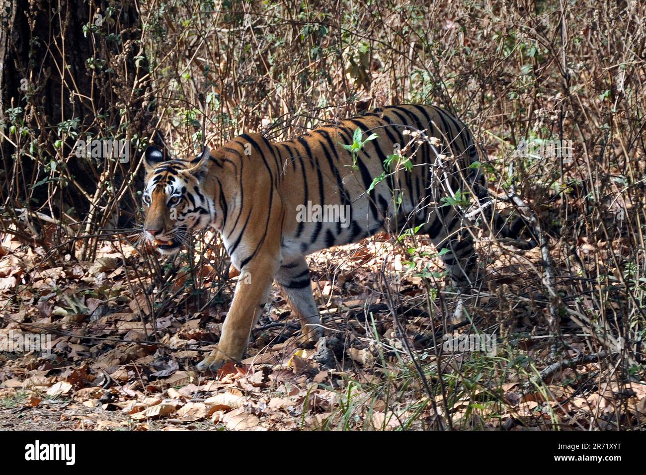 Tigre. parco nazionale di kanha. madhya pradesh. india Foto Stock