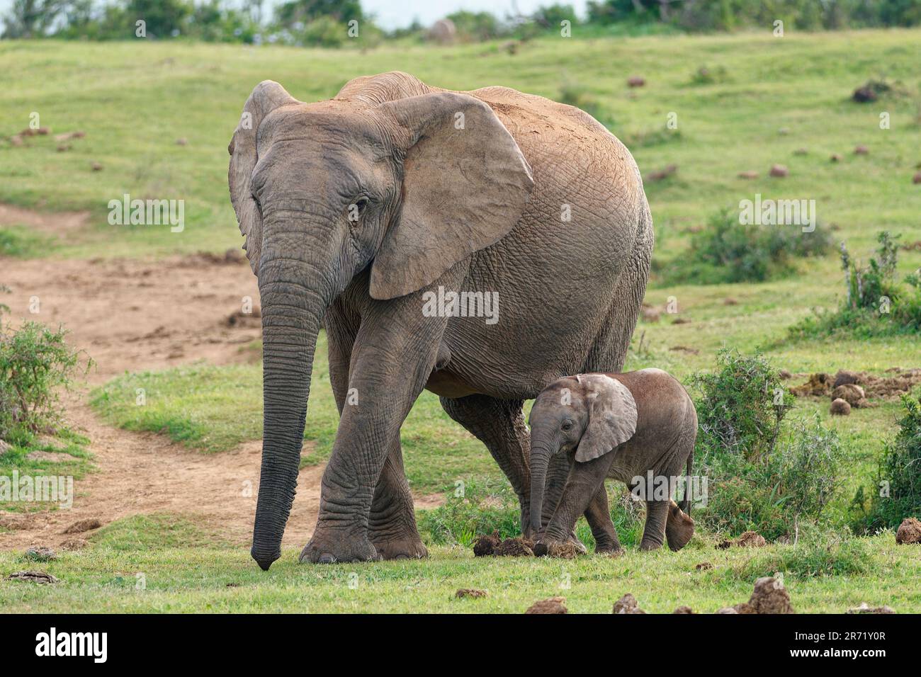 Elefanti africani del cespuglio (Loxodonta africana), madre e bambino che camminano nella prateria, Addo Elephant National Park, Eastern Cape, Sudafrica, Africa Foto Stock