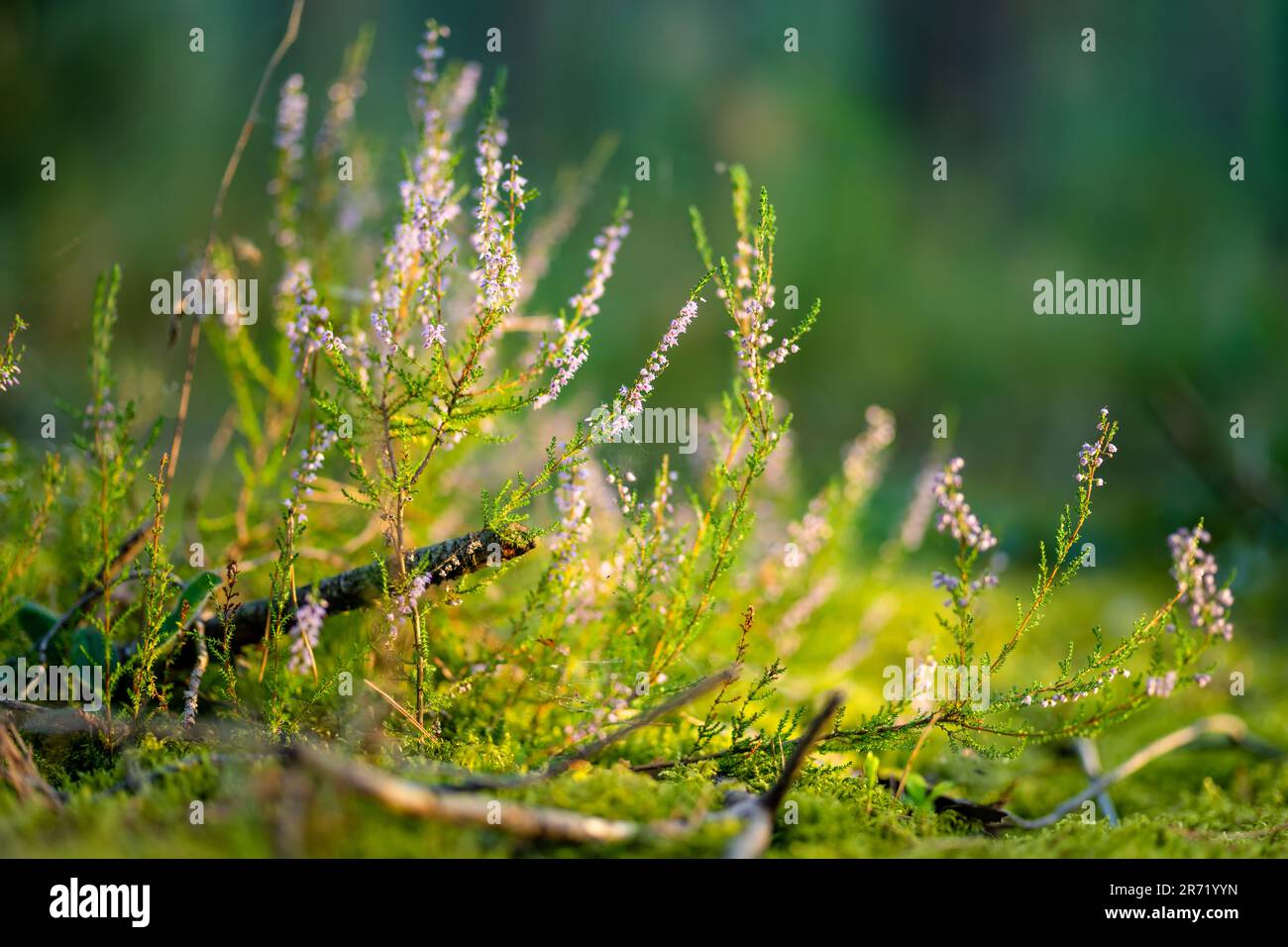 Dettaglio di una fioritura heather impianto nel paesaggio lituano. Splendida piscina di paesaggio. Foto Stock