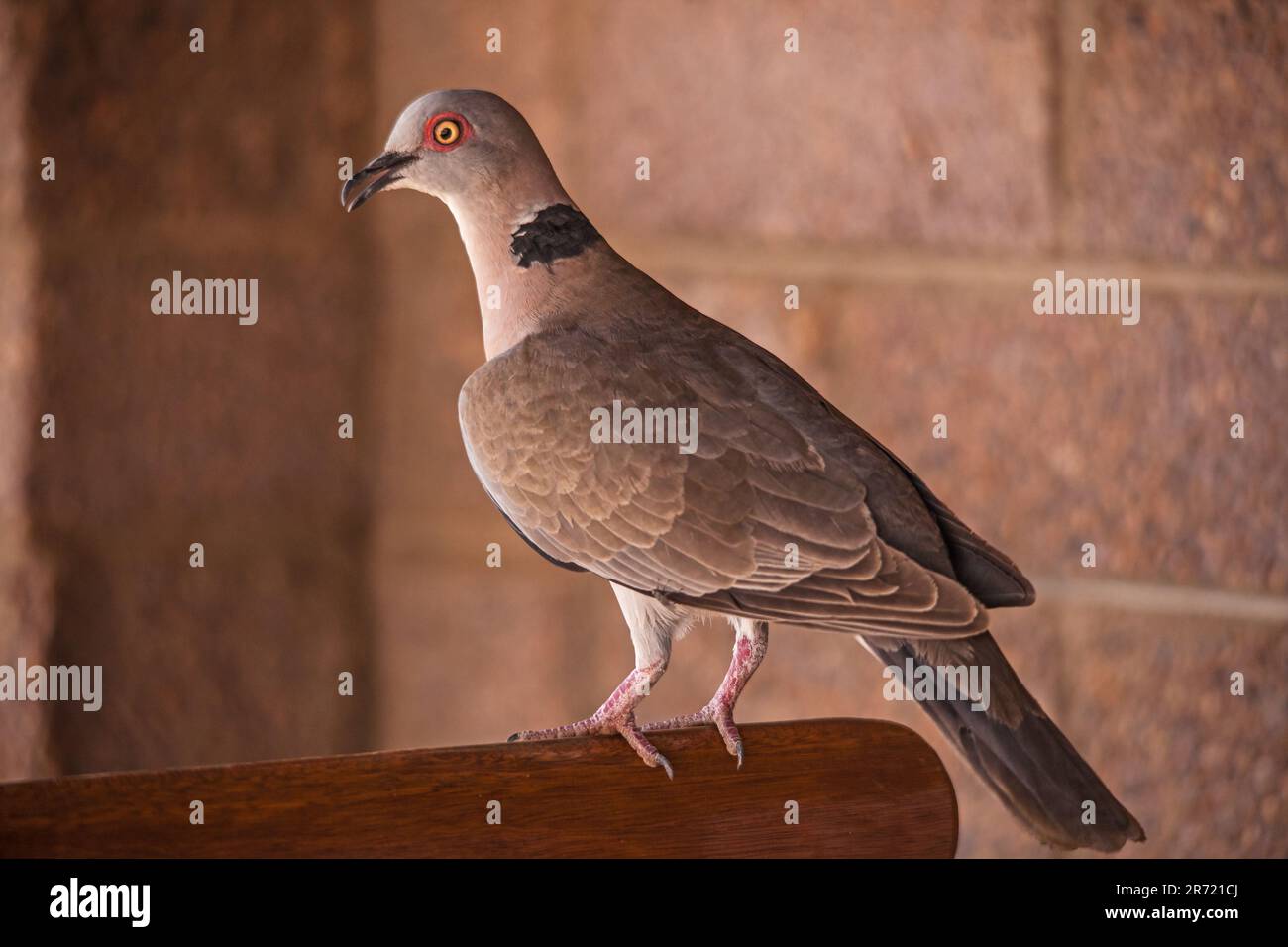 Lutto africano dove Streptopelia decipiens 14948 Foto Stock