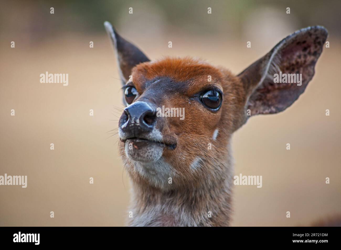 Bushbuck femmina (Tragelaphus scriptus) 15524 Foto Stock