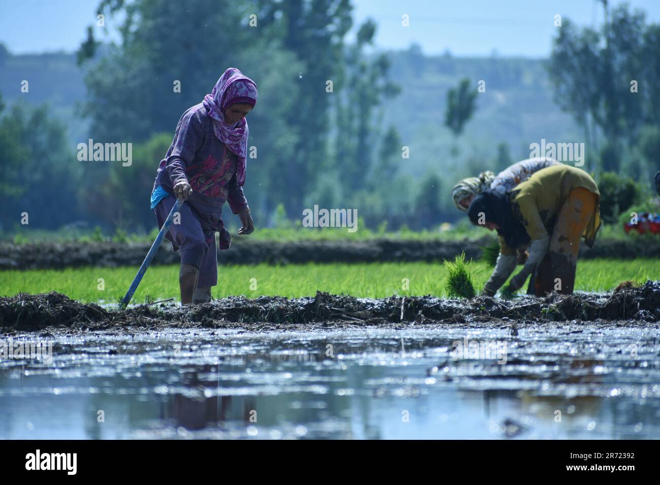 11 giugno 2023, Srinagar, Jammu e Kashmir, India: Donna Kashmiri che lavora sulla coltivazione del riso in un campo inondato di acqua nelle pianure che circondano Kashmir il 12 giugno 2023 ad Awanti Pora, 45 km (30 miglia) a sud di Srinagar, in Kashmir amministrato dall'India. (Credit Image: © MUbashir Hassan/Pacific Press via ZUMA Press Wire) SOLO PER USO EDITORIALE! Non per USO commerciale! Foto Stock