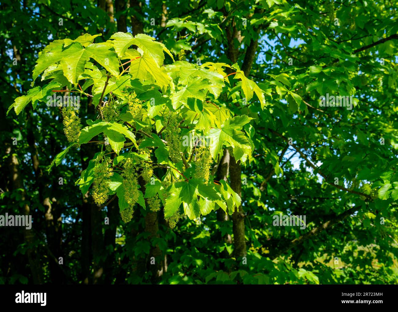 Primo piano della fioritura dell'acero di Sycamore (Acer pseudoplatanus) Foto Stock