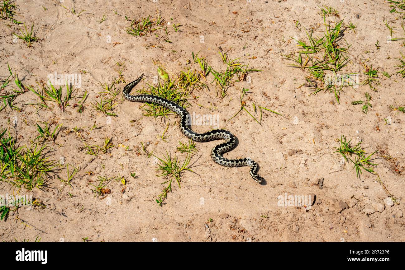 Primo piano del sommatore europeo o della vipera comune europea (Vipera berus) Foto Stock