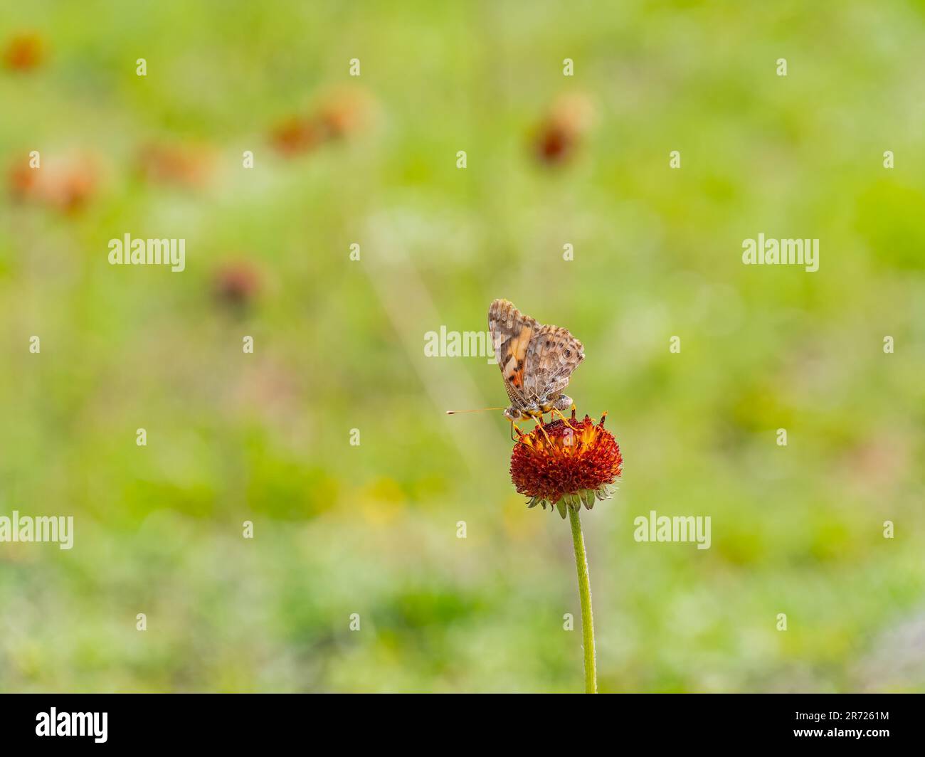 Primo piano scatto di una farfalla di signora dipinta a Oklahoma Foto Stock