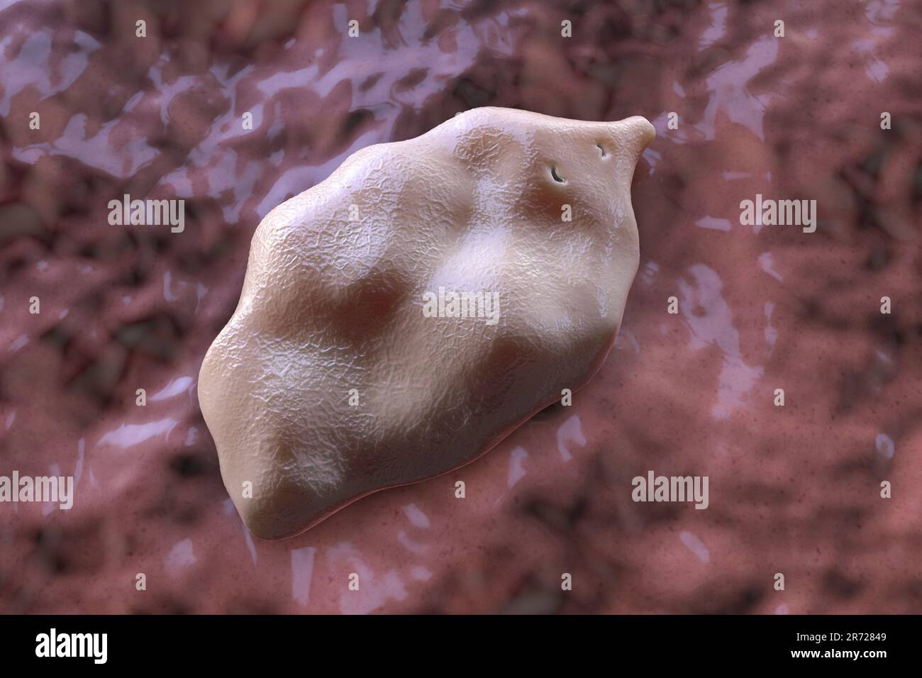 Fluke fegato. Illustrazione computerizzata di un trematode di fegato adulto, Fasciola hepatica, un parassita di pecore, bovini e esseri umani. Gli esseri umani ingeriscono le larve di fluke vicino Foto Stock