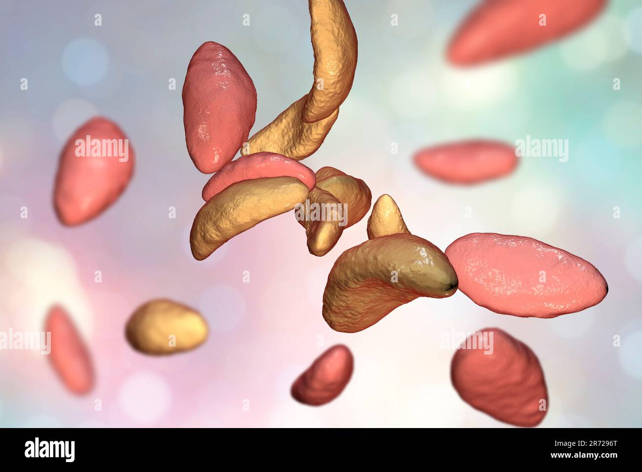 Toxoplasma gondii in stadio tachizoite, illustrazione. Il T. gondii è una specie di protozoi parassiti che possono essere trasportati da tutti i mammiferi noti. Causa Foto Stock