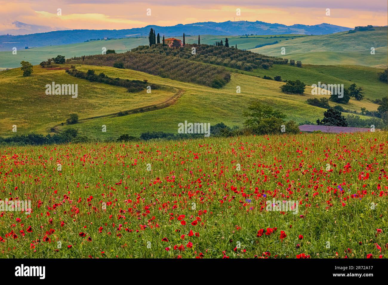 E' primavera in Toscana e i campi pieni di papaveri stanno colorando il paesaggio rosso e verde come si vede qui di mattina presto in Val d'Orcia nel Foto Stock