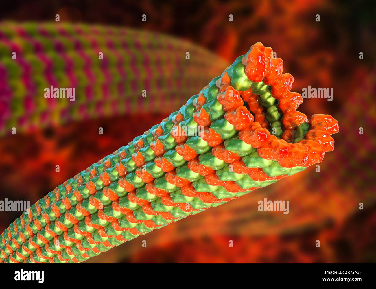 I microtubuli, 3D del computer grafica. I microtubuli sono polimeri di proteina tubulina. Essi sono una componente del citoscheletro, che mantiene una cella' Foto Stock