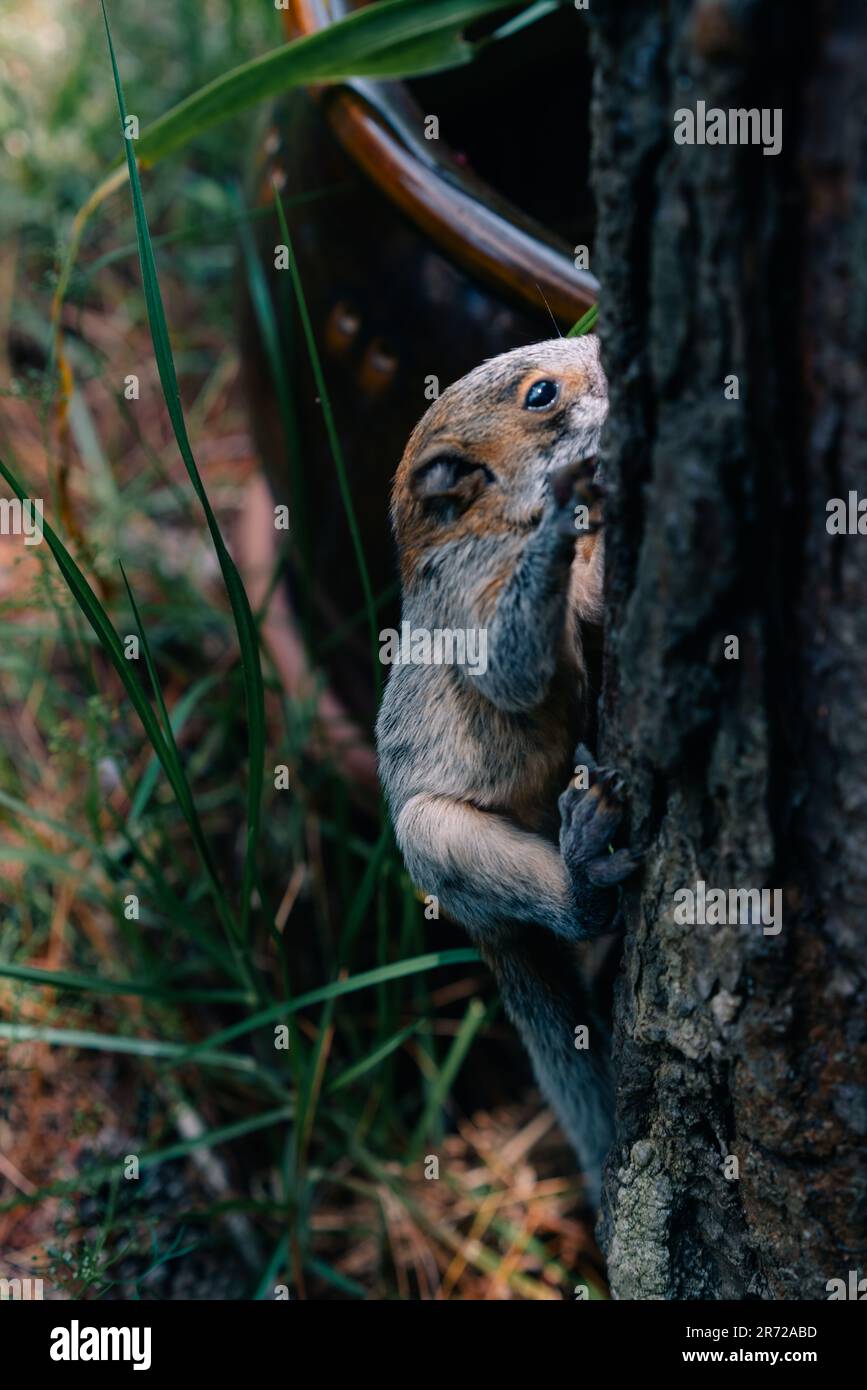 yucatan baby scoiattolo peek dietro il tronco di betulla, primavera, messico. Foto di alta qualità Foto Stock