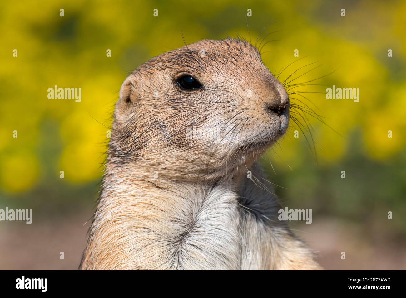 Allarmato cane della prateria dalla coda nera (Cynomys ludovicianus) sul belvedere della colonia, nativo delle grandi pianure del Nord America Foto Stock