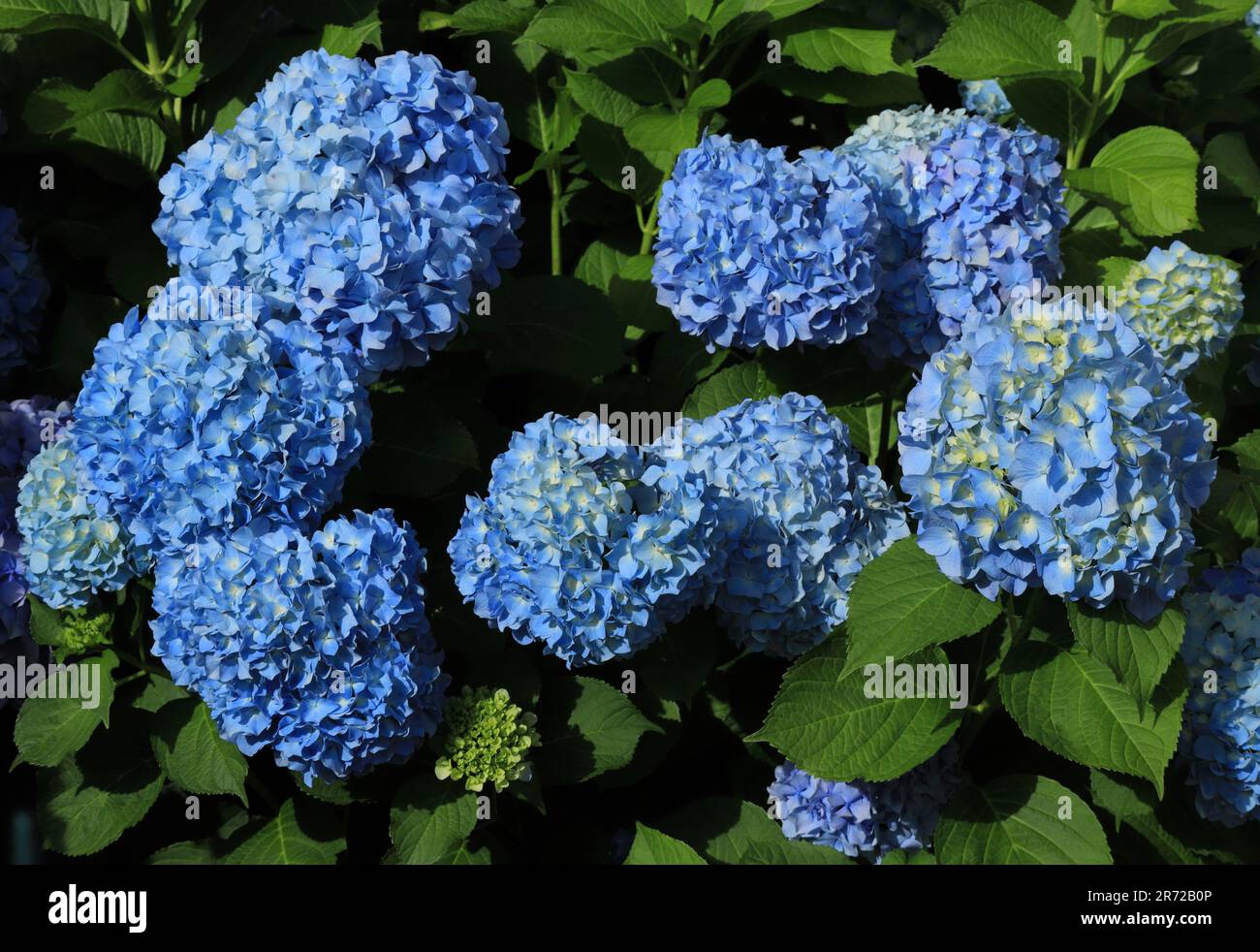 Hydrangea blu o Hortensia - Hydrangea macrophylla cespuglio in fiore, Sintra, Lisbona Portogallo. Primavera. Introdotto dalle isole Azzorre portoghesi. Foto Stock