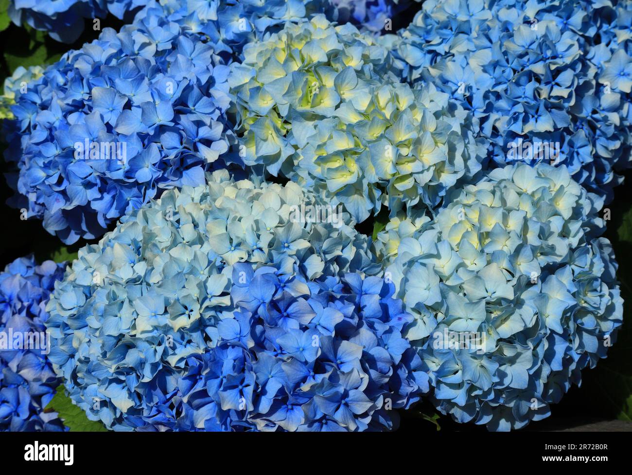 Hydrangea blu o Hortensia - Hydrangea macrophylla cespuglio in fiore, Sintra, Lisbona Portogallo. Primavera. Introdotto dalle isole Azzorre portoghesi. Foto Stock