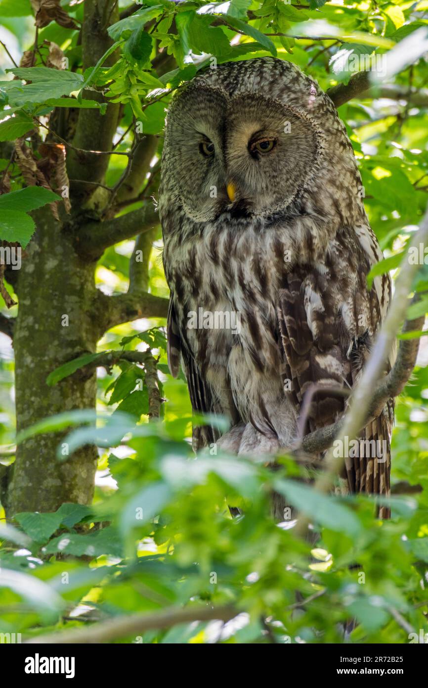 Grande gufo grigio / grande grigio allocco (Strix nebulosa) arroccato nella struttura ad albero, nativo di emisfero nord Foto Stock