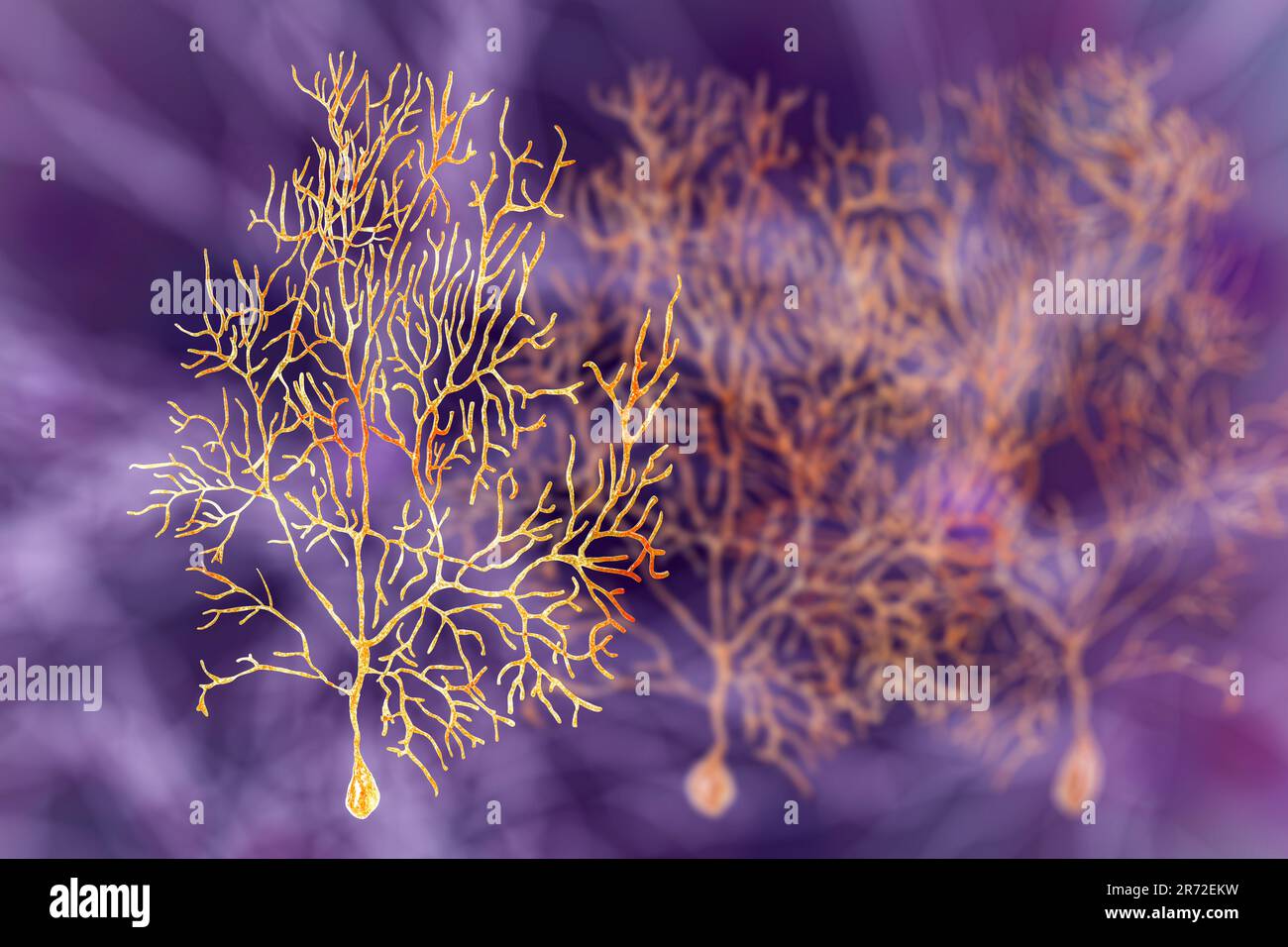 Cellule di Purkinje del cervelletto, illustrazione del computer. Di Purkinje cellule nervose hanno un pallone-come il corpo da cui numerosi altamente ramificati exte dendriti Foto Stock