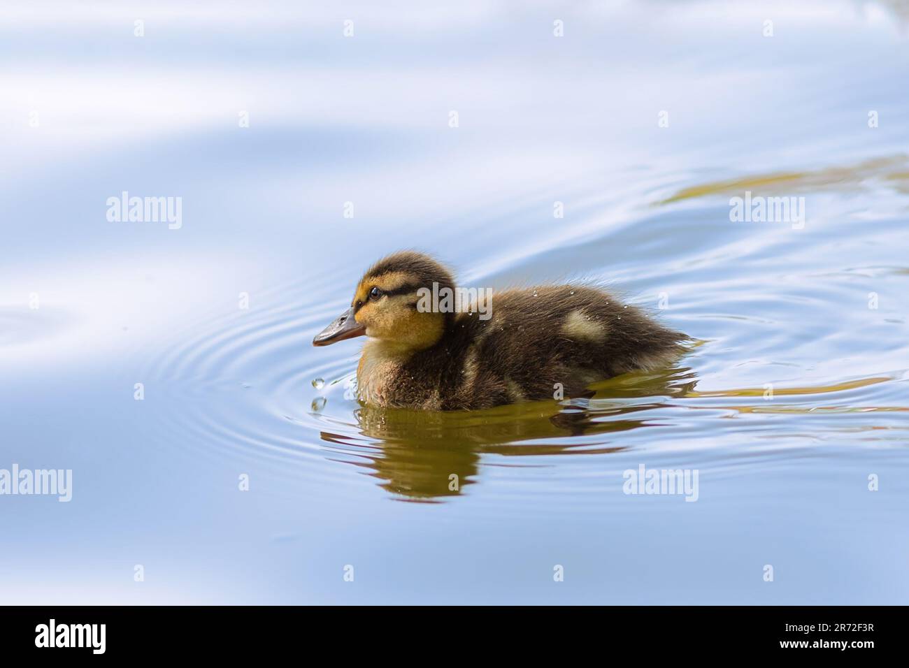 mallard anatra giovane uccello nuoto sul lago ( Anas platyrhynchos ) Foto Stock