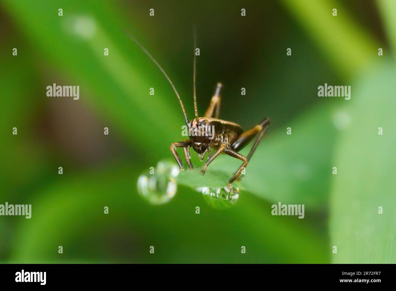 Ninfa di un cricket scuro (Pholidoptera griseoaptera) su una punta di foglia con gocce d'acqua Foto Stock