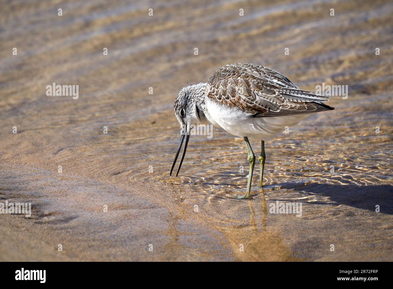 Verdank comune (Tringa nebularia) foraggio in acque poco profonde - overwintering a Fuerteventura Foto Stock