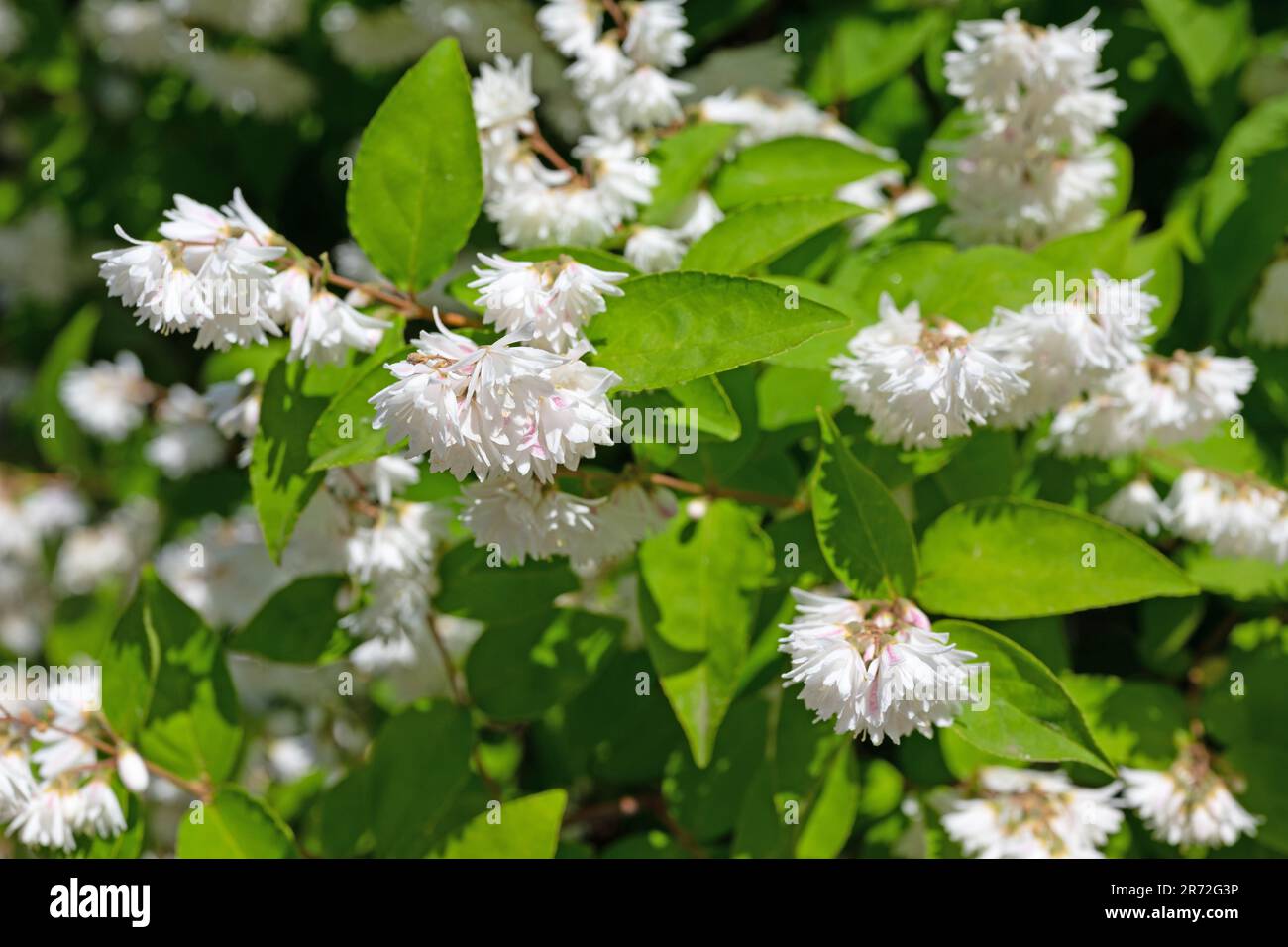 Bianco fioritura Deutzia all'inizio dell'estate Foto Stock