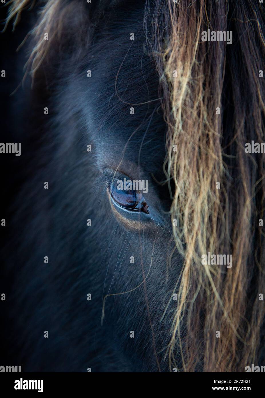 Ritratto ravvicinato di un pony caduto con il suo occhio parzialmente nascosto dietro una criniera spazzata dal vento, fotografato nella campagna inglese. Foto Stock