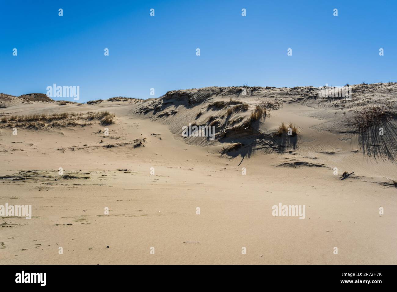 Le Gray Dunes, o Dead Dunes, sono colline sabbiose con un po' di macchie verdi sul lato lituano dello Spit Curoniano. Foto Stock