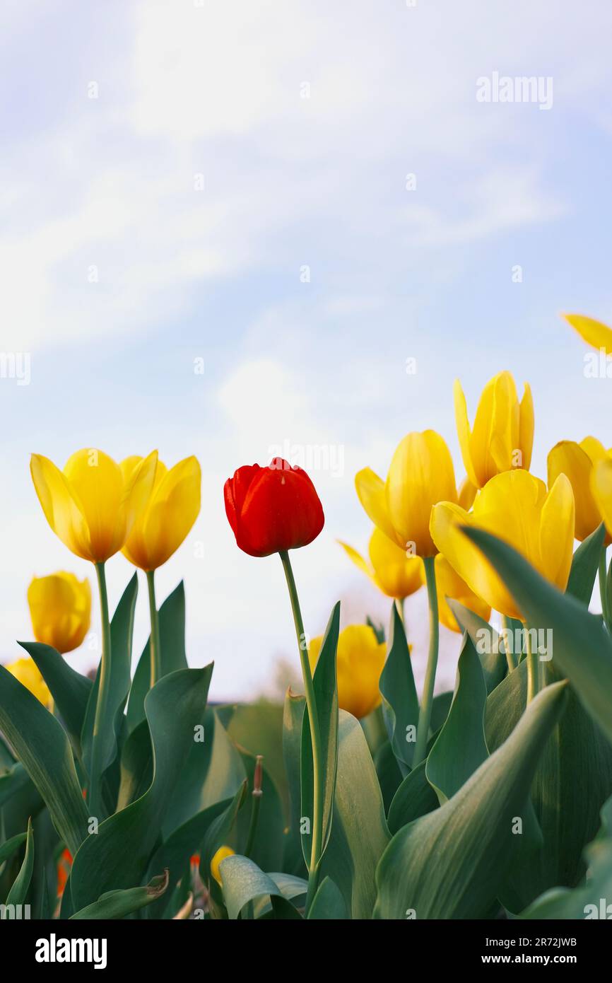 Un vivace tulipano rosso spicca in un lussureggiante campo verde con tulipani gialli in fiore Foto Stock
