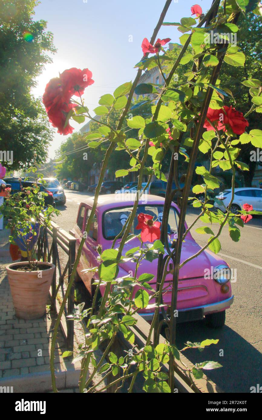 Nella foto è raffigurata un'auto d'epoca rosa parcheggiata vicino a un cespuglio di rose rosse. Foto Stock