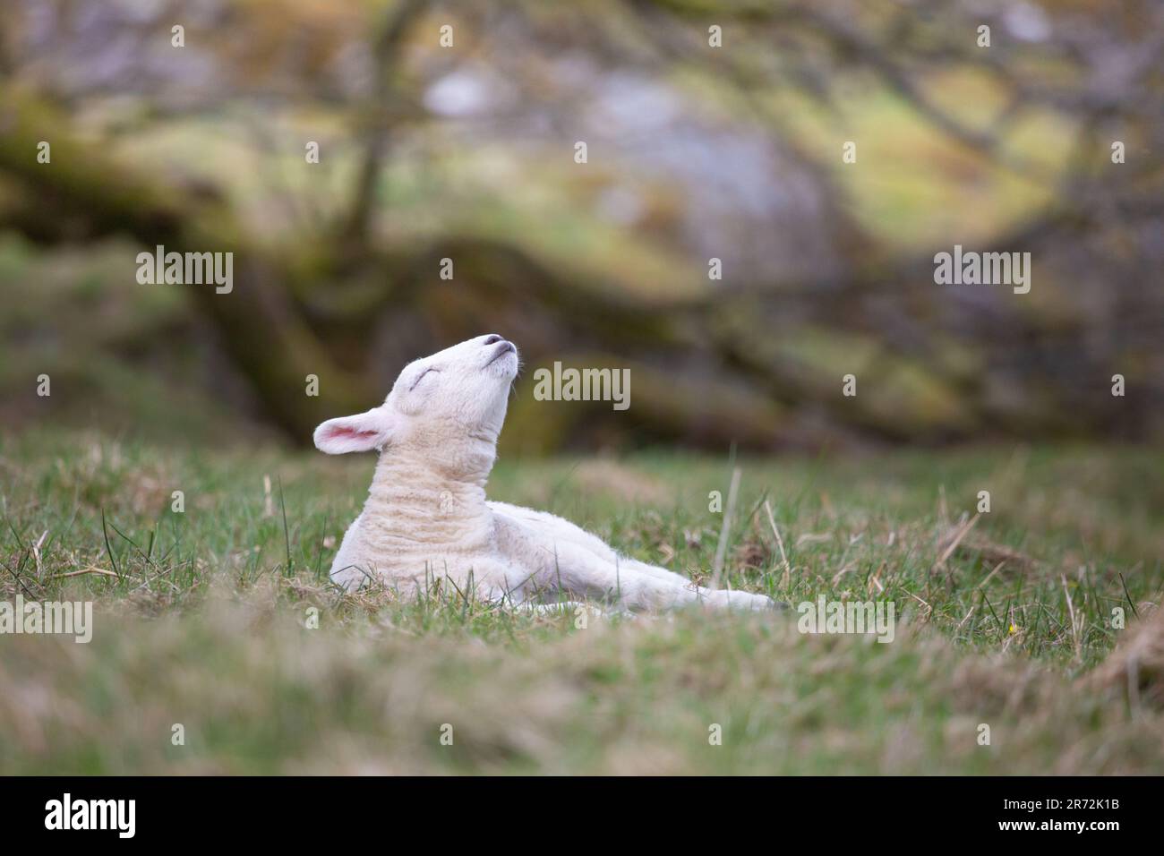 Un giovane agnello si rilassa in un prato primaverile nel Lake District, godendosi il calore della stagione nella campagna inglese. Foto Stock