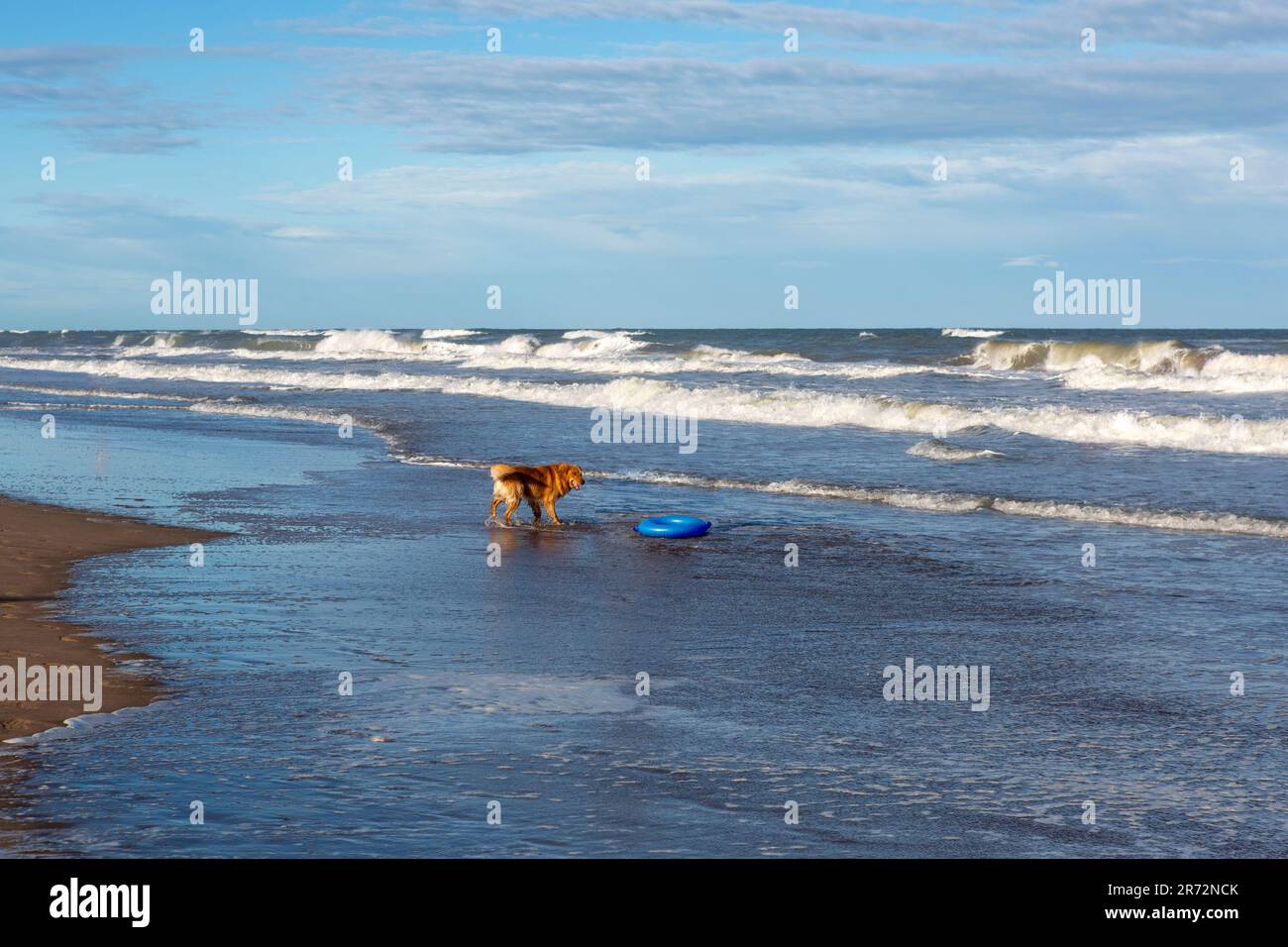 Bel cane Retriever d'oro che gioca sulla spiaggia Foto Stock