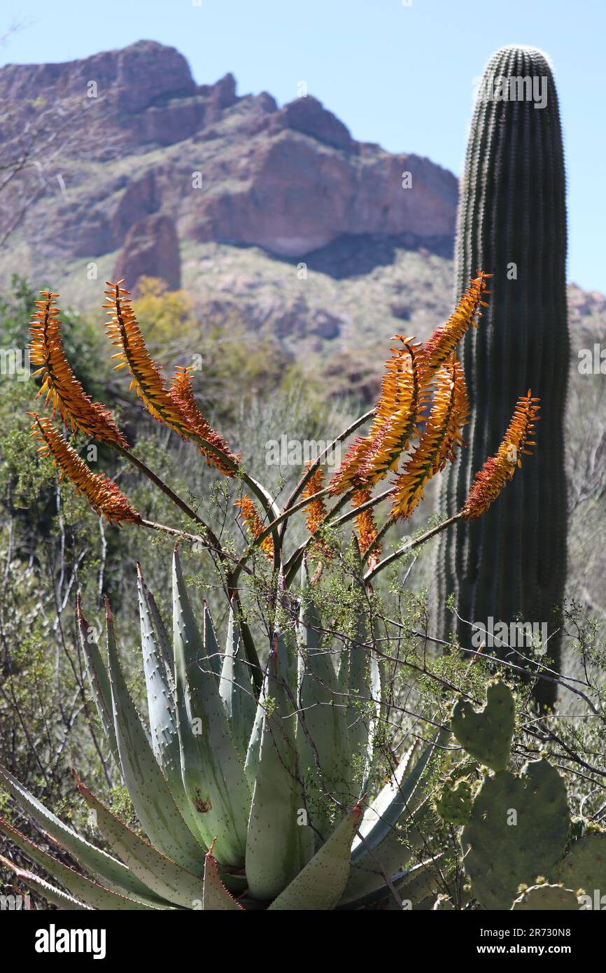 Vista sul monte Picket Post, con il Saguaro Cactus e la fiorente montagna Aloe. Foto Stock