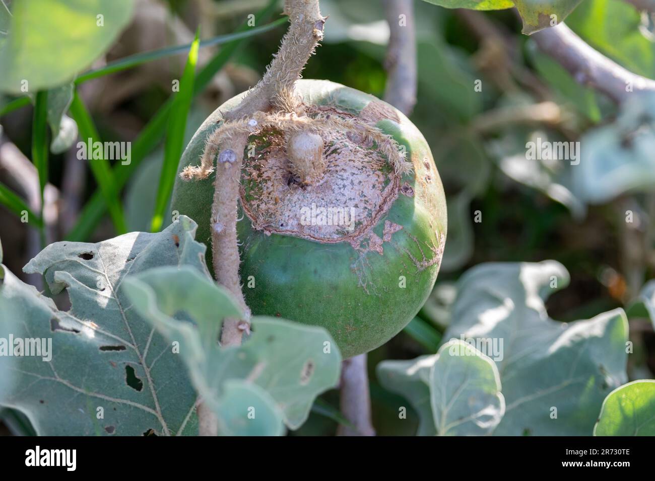 Frutto verde della rara pianta di Lobeira (Solanum lycocarpum), tipica del cerrado brasiliano e principale alimento del lupo mannaro (Chrysocyon brachyurus) Foto Stock