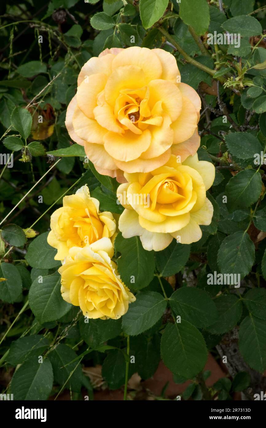 Fiori di rosa giallo brillante fioriscono in primavera Foto Stock