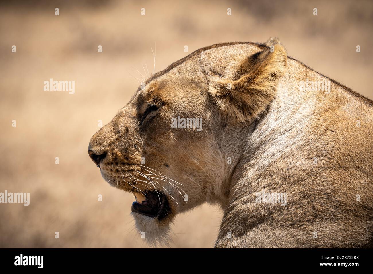Ritratto di una leonessa pigra sdraiata sull'erba della savana. bellissimo sfondo verde Foto Stock