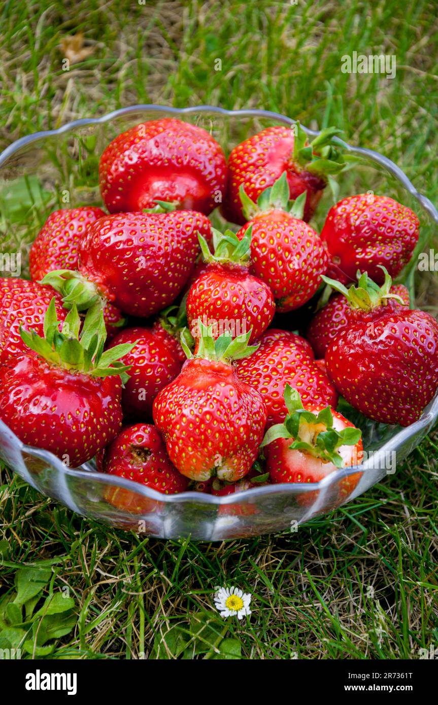 fragole fresche in una ciotola di vetro adagiato sull'erba. Primo piano. Foto Stock