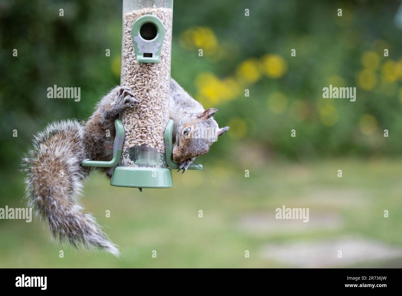 Tre Alimentatori Per Gli Uccelli E Gli Scoiattoli Nel Parco Immagine