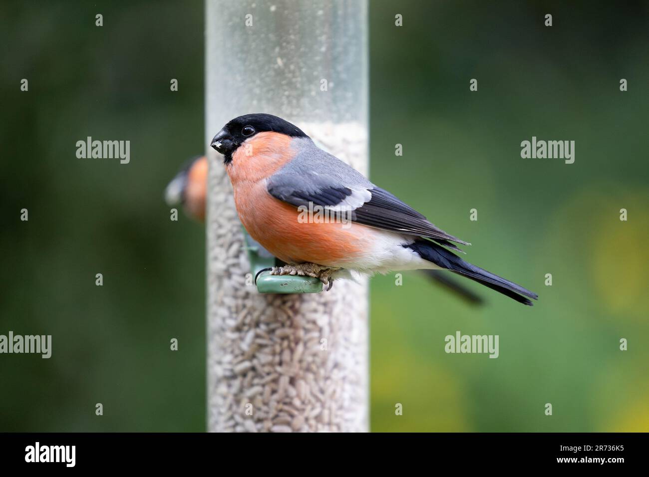 Un maschio adulto Bullfinch (pirrhula pirrhula) che si nuca ad un alimentatore di uccelli riempito di cuori di girasole in un giardino - Yorkshire, Regno Unito (giugno 2023) Foto Stock