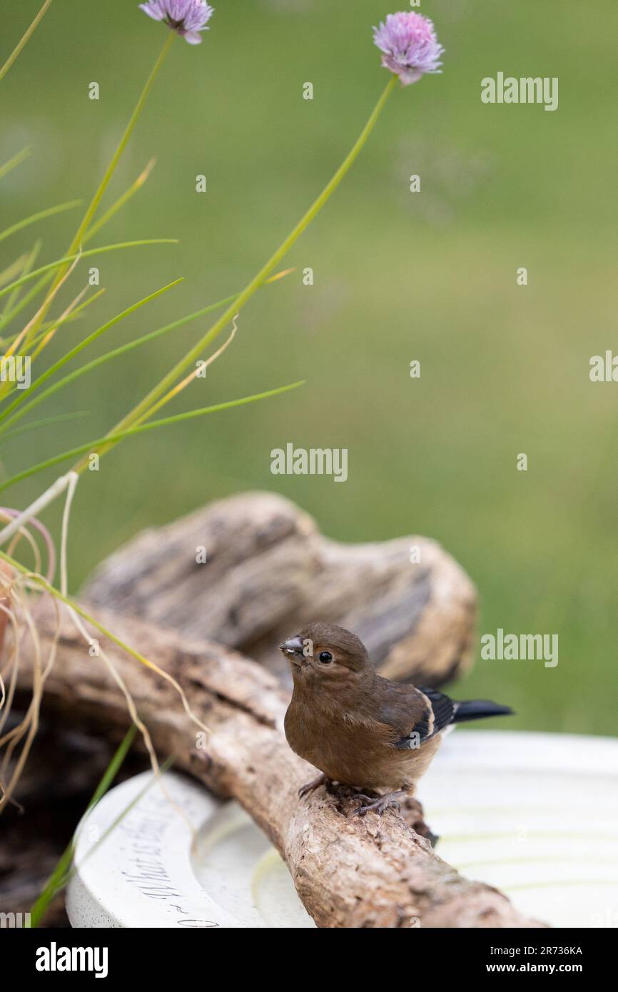 Un giovane Bullfinch giovane (pirrhula pirrhula) su un ramo vicino a un bagno di uccelli in un giardino - Yorkshire, Regno Unito (giugno 2023) Foto Stock