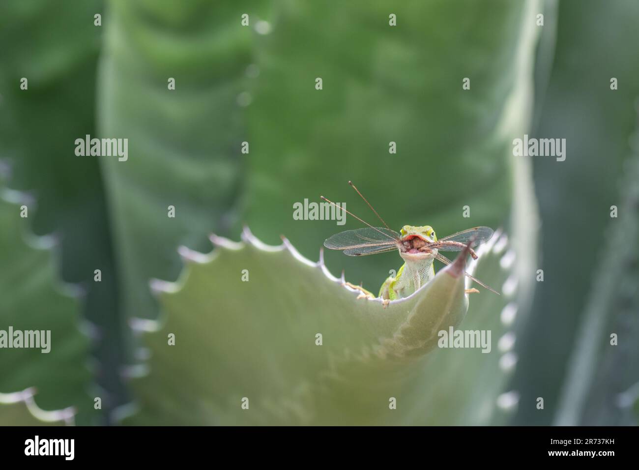 Un anolo verde, Anolis carolinensis, con una libellula catturata in bocca aperta. Foto Stock