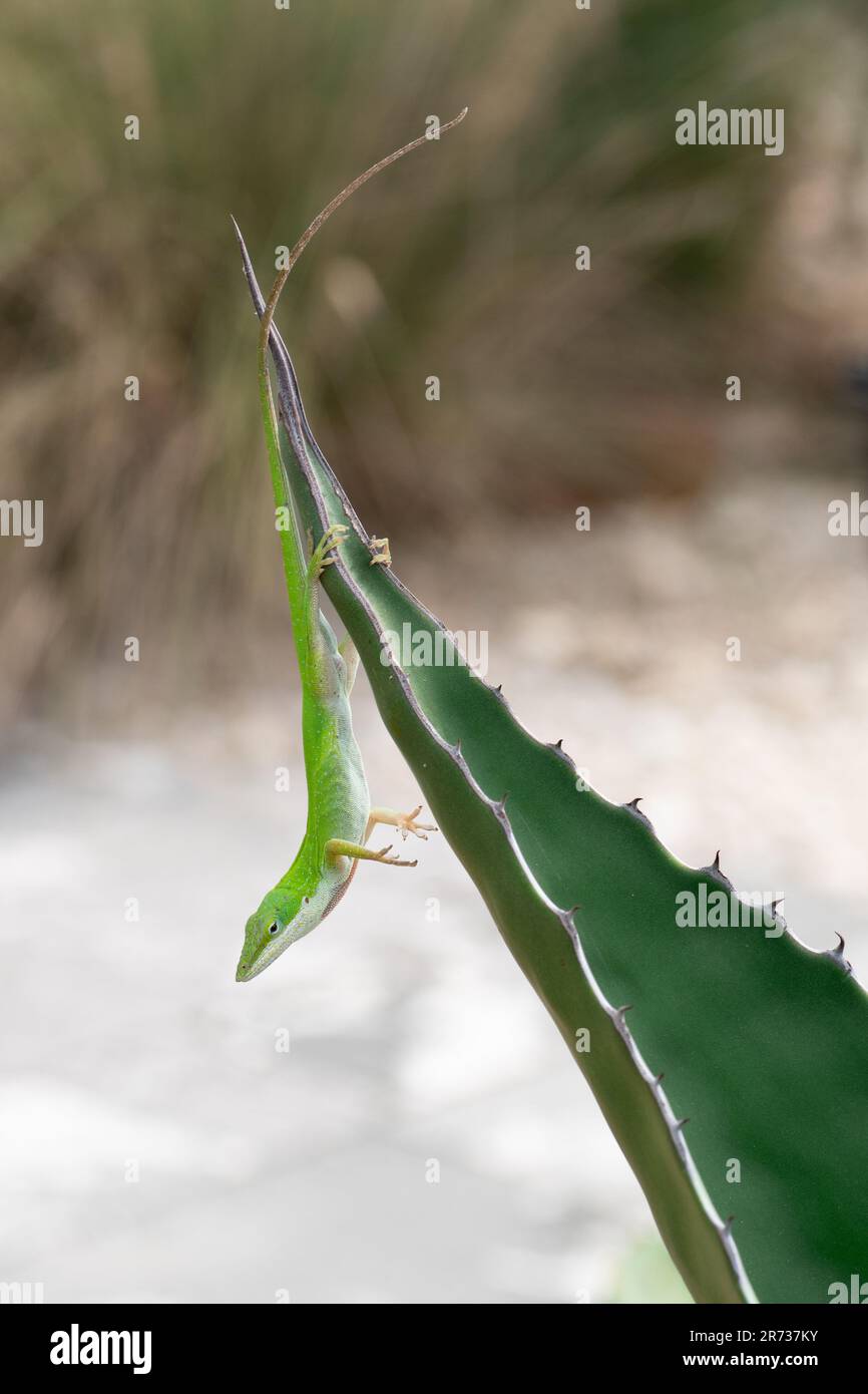 Un'anola verde, Anolis carolinensis, è appesa alle gambe posteriori dall'estremità di una foglia di agave. Foto Stock