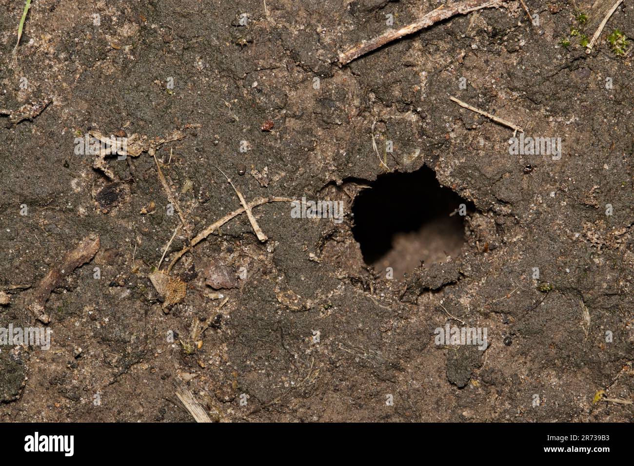 Cicada buco in una zona di terra da giardino a Houston, TX. Le cicale emergono da questi buchi profondi all'inizio dell'estate per trasformarsi in adulti alati. Foto Stock