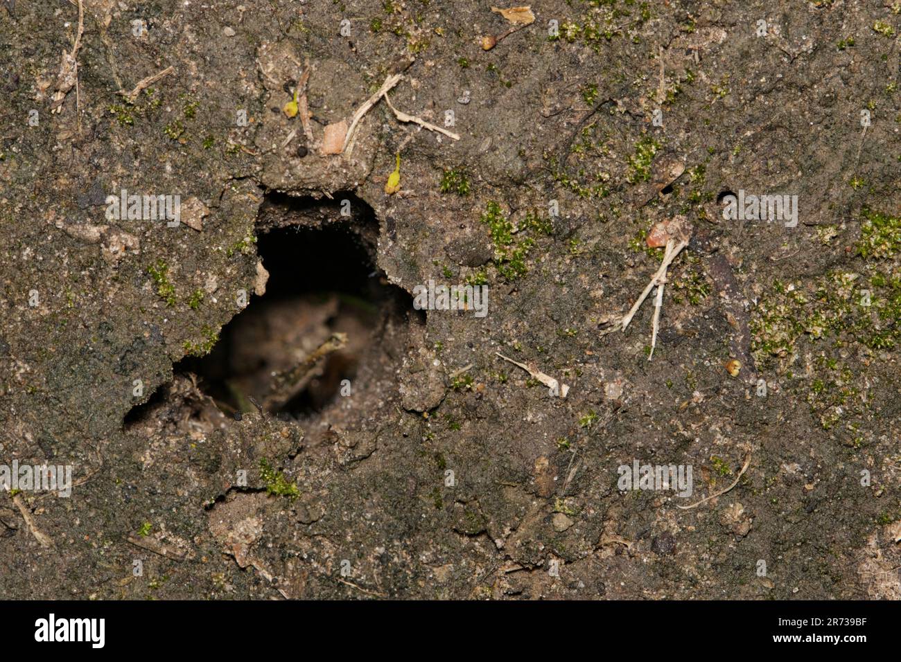 Cicada buco in una zona di terra da giardino a Houston, TX. Le cicale emergono da questi buchi profondi all'inizio dell'estate per trasformarsi in adulti alati. Foto Stock