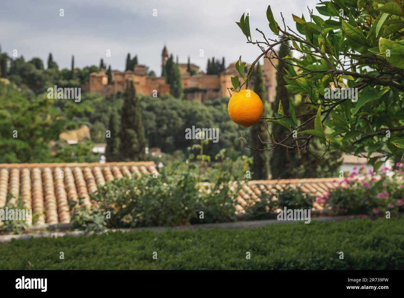 Frutteto d'arancia succoso in attesa di un aranciato - Granada, Andalusia, Spagna Foto Stock