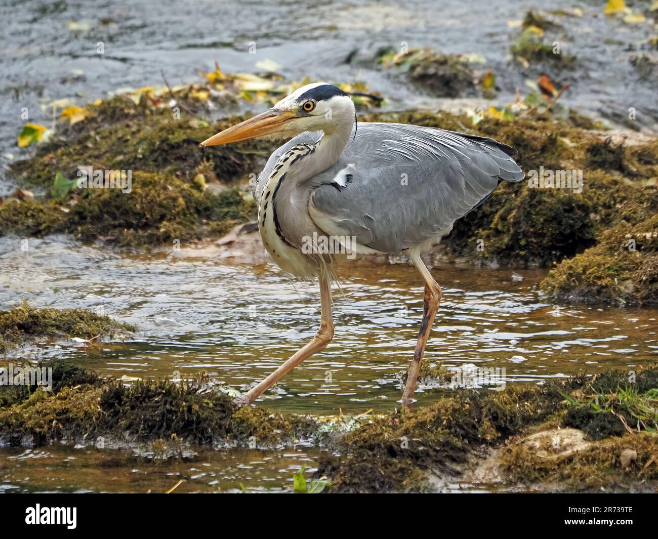 Heron grigio (Ardea cinerea) avvolto pronto a colpire durante la pesca nel torrente montano in Cumbria, Inghilterra, Regno Unito Foto Stock