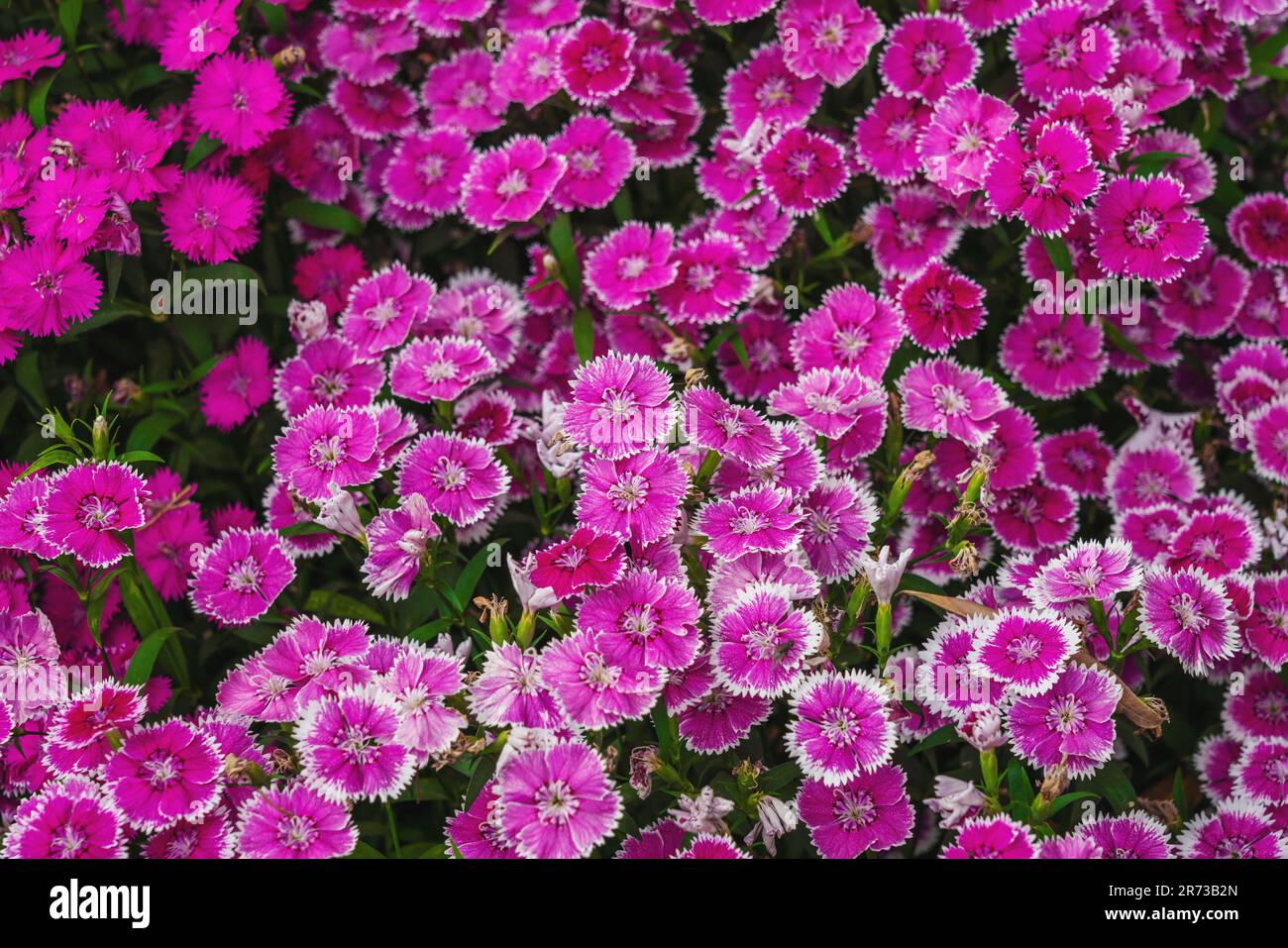 China Pink o Rainbow Pink Flowers (Dianthus chinensis) Foto Stock