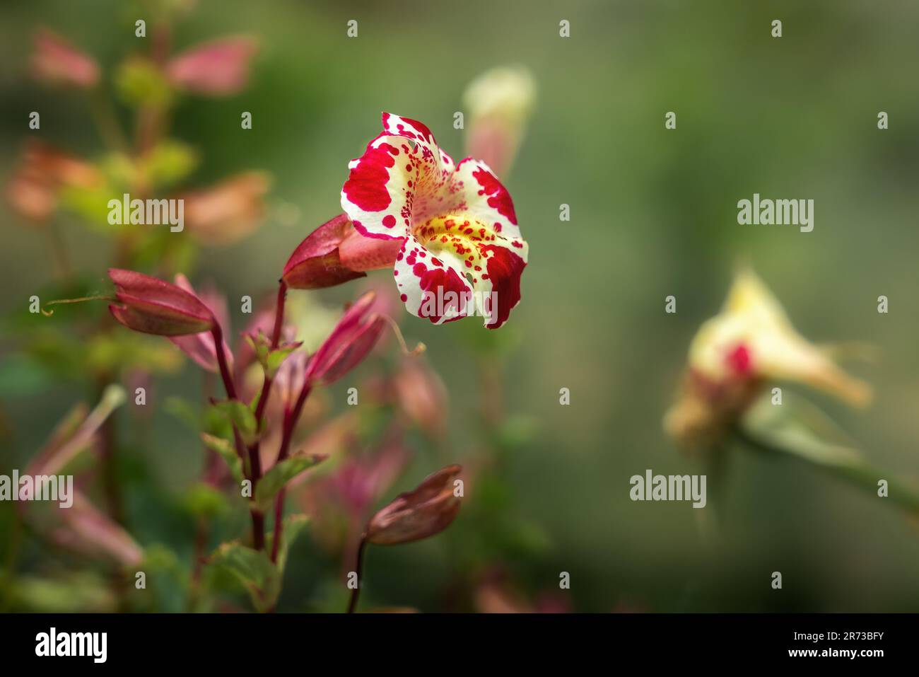 Fiore di scimmia rossa e gialla (Mimulus) Foto Stock